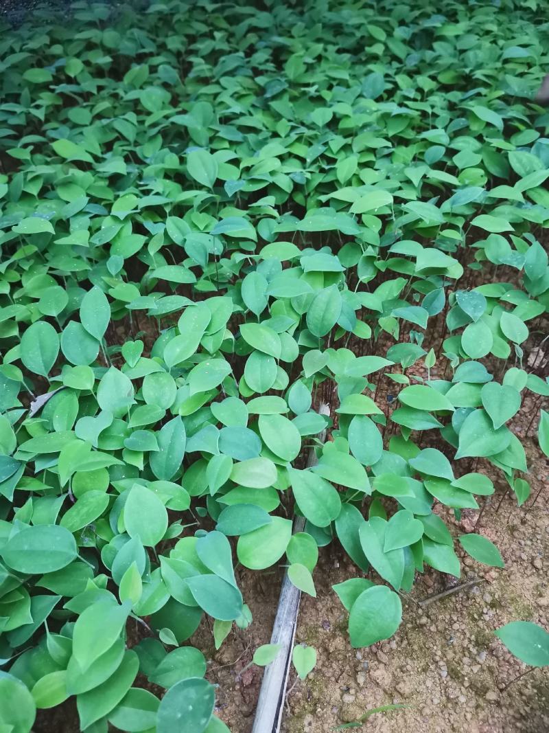 糥白肉土茯苓小苗裸根苗快递发货