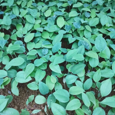 糥白肉土茯苓小苗裸根苗快递发货
