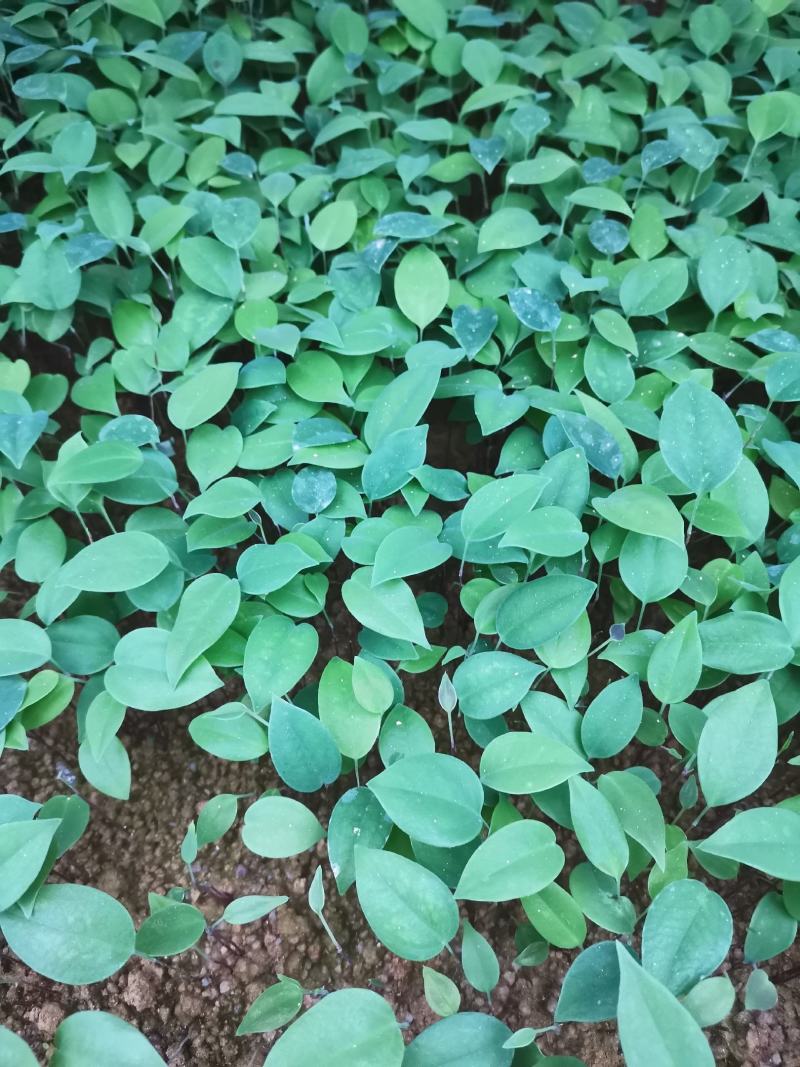 糥白肉土茯苓小苗裸根苗快递发货