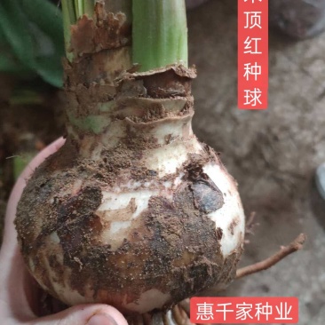 朱顶红种球进口朱顶红种球混色荷兰球根花卉南美朱顶红