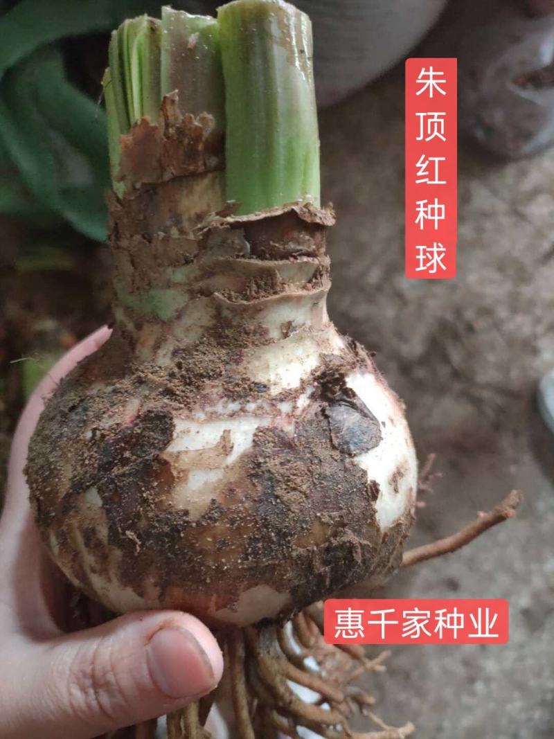 朱顶红种球进口朱顶红种球混色荷兰球根花卉南美朱顶红