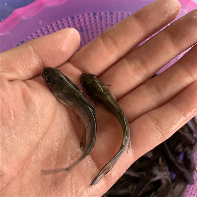 优质斑点叉尾鮰鱼苗钳鱼苗叉尾鱼苗活体江团回鱼苗