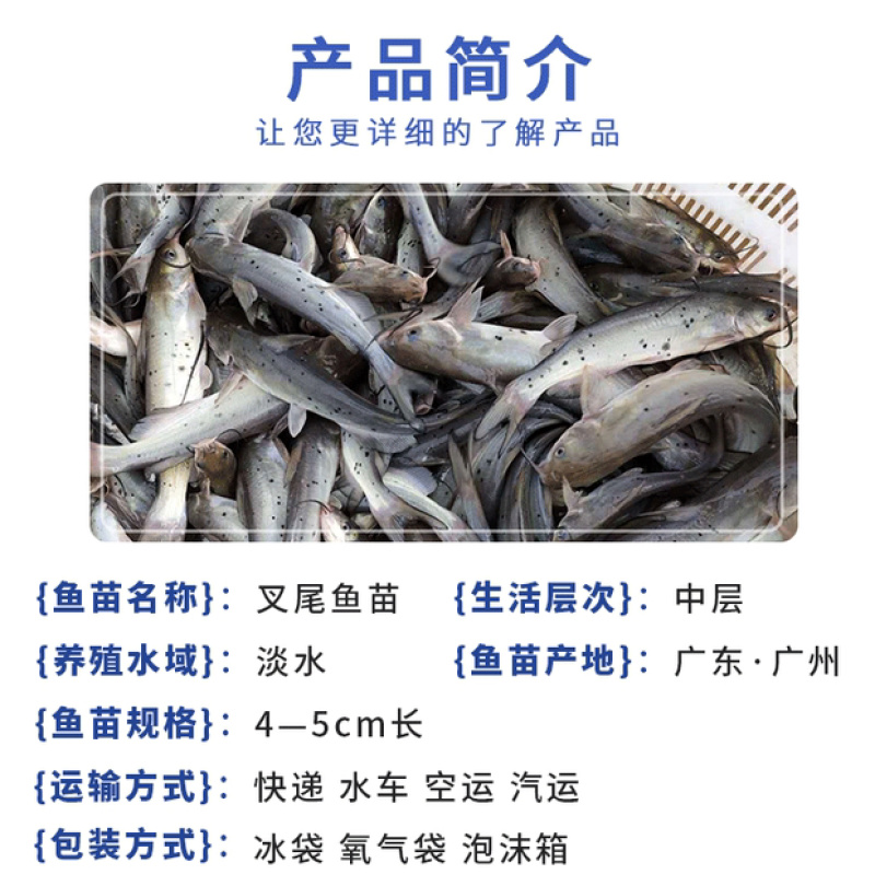优质斑点叉尾鮰鱼苗钳鱼苗叉尾鱼苗活体江团回鱼苗