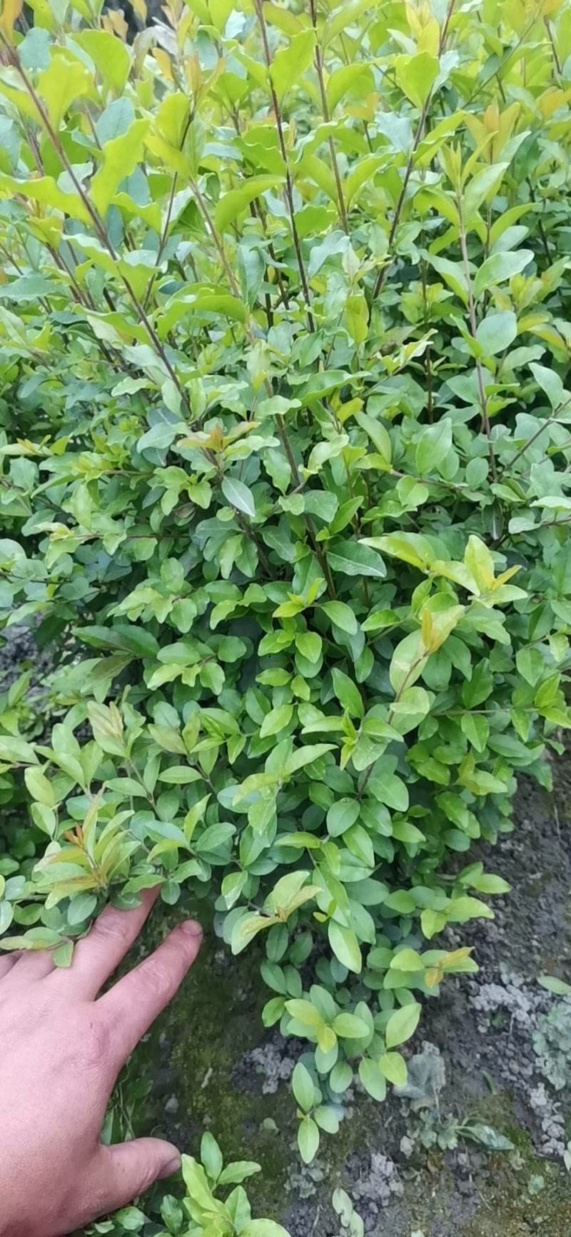小叶女贞毛球大量上市啦