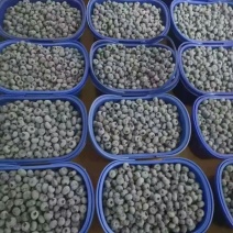 1蓝莓基地各类品种供应全国空运做配送当天到货