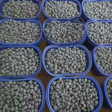 1蓝莓基地各类品种供应全国空运做配送当天到货