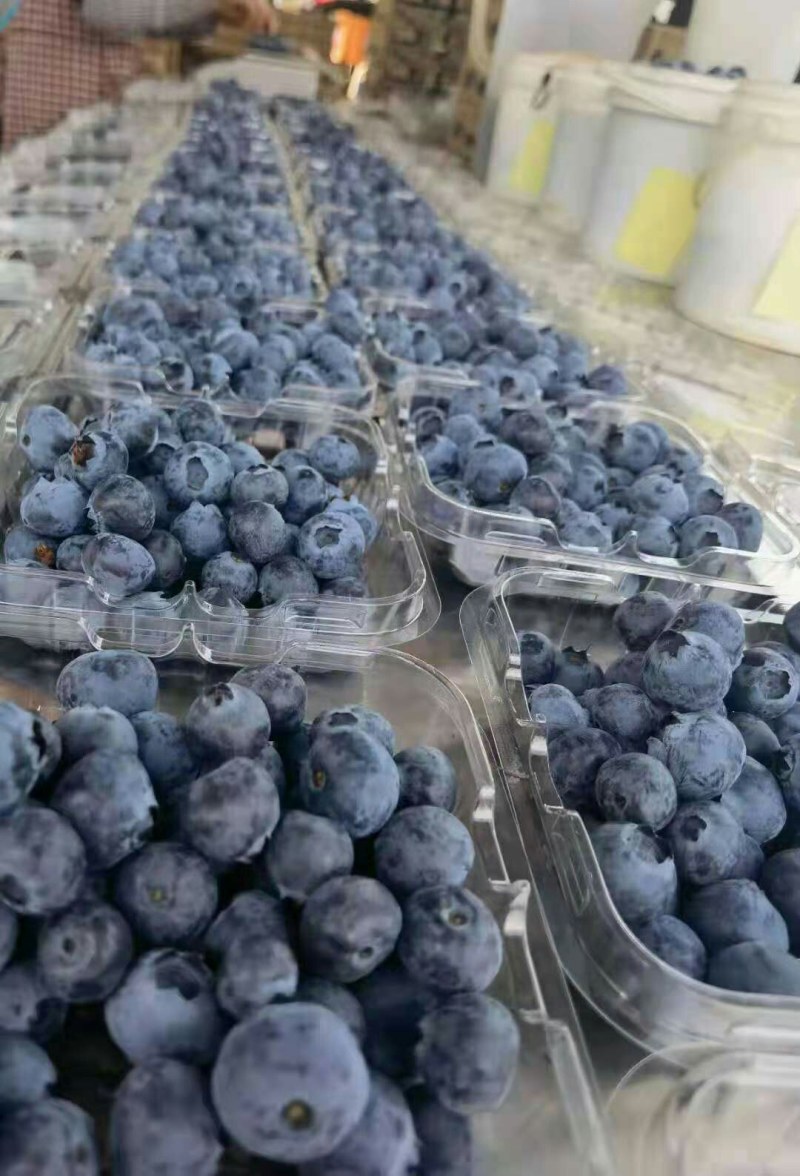 1蓝莓基地各类品种供应全国空运做配送当天到货