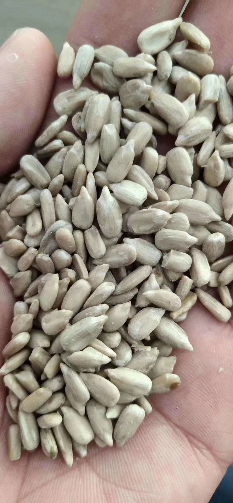 精品油葵仁，适合榨油，做食品用，物美价廉出油62斤