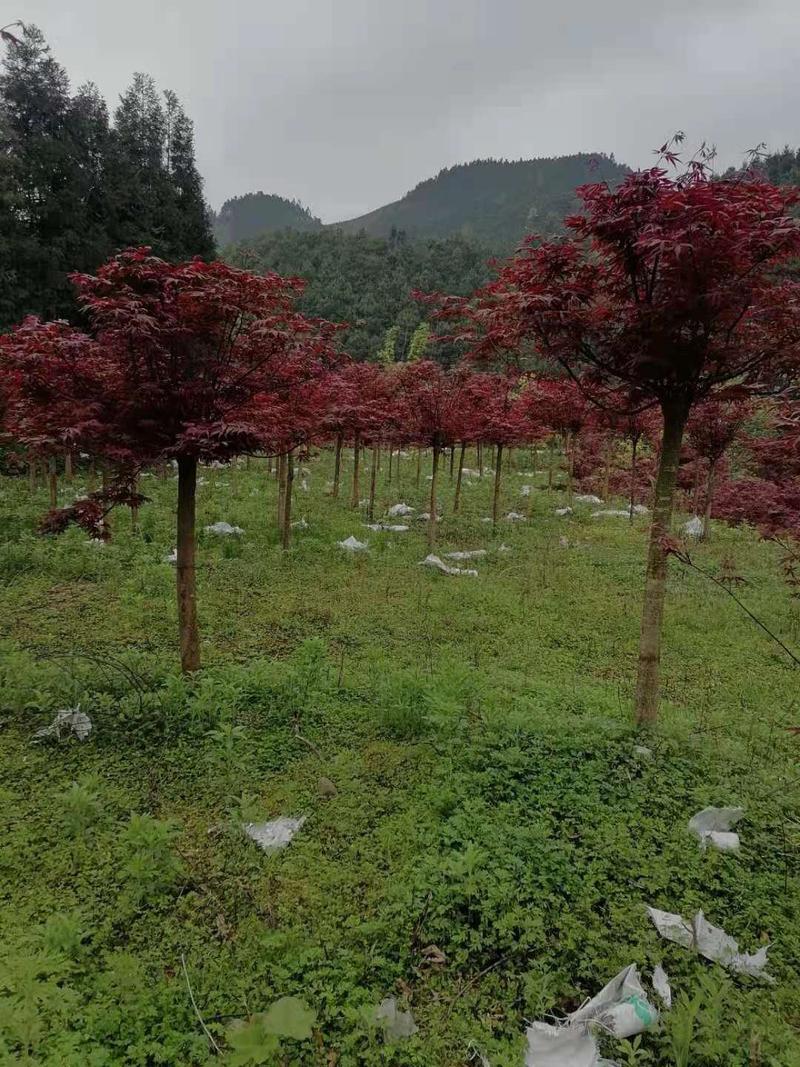 日本红枫三季红枫，三个季节红色，大量有货！
