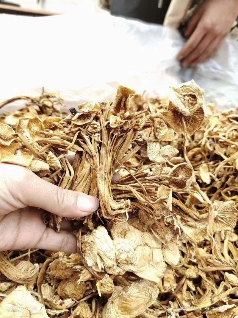 茶树菇干货茶树菇食用菌干货地摊经济批发