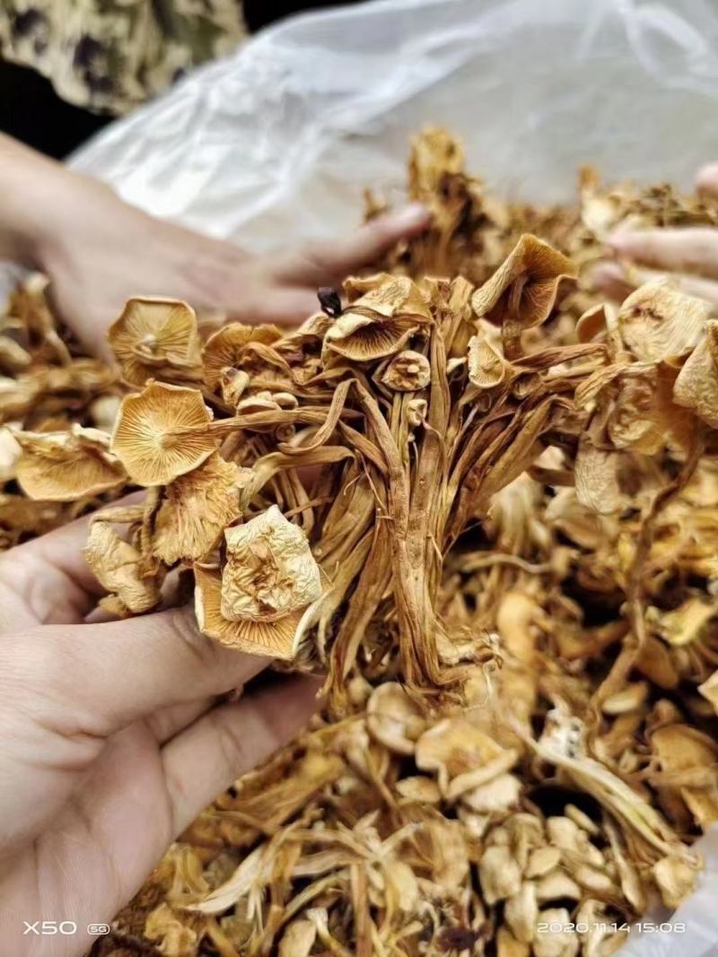 茶树菇干货茶树菇食用菌干货地摊经济批发