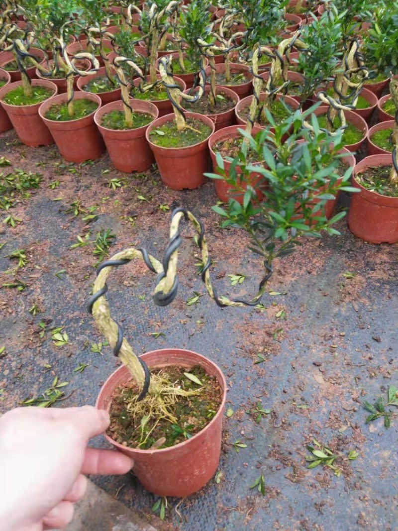 雀舌黄杨迷你型各种规格大小都有观叶植物造型小盆景