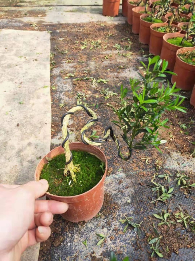 雀舌黄杨迷你型各种规格大小都有观叶植物造型小盆景