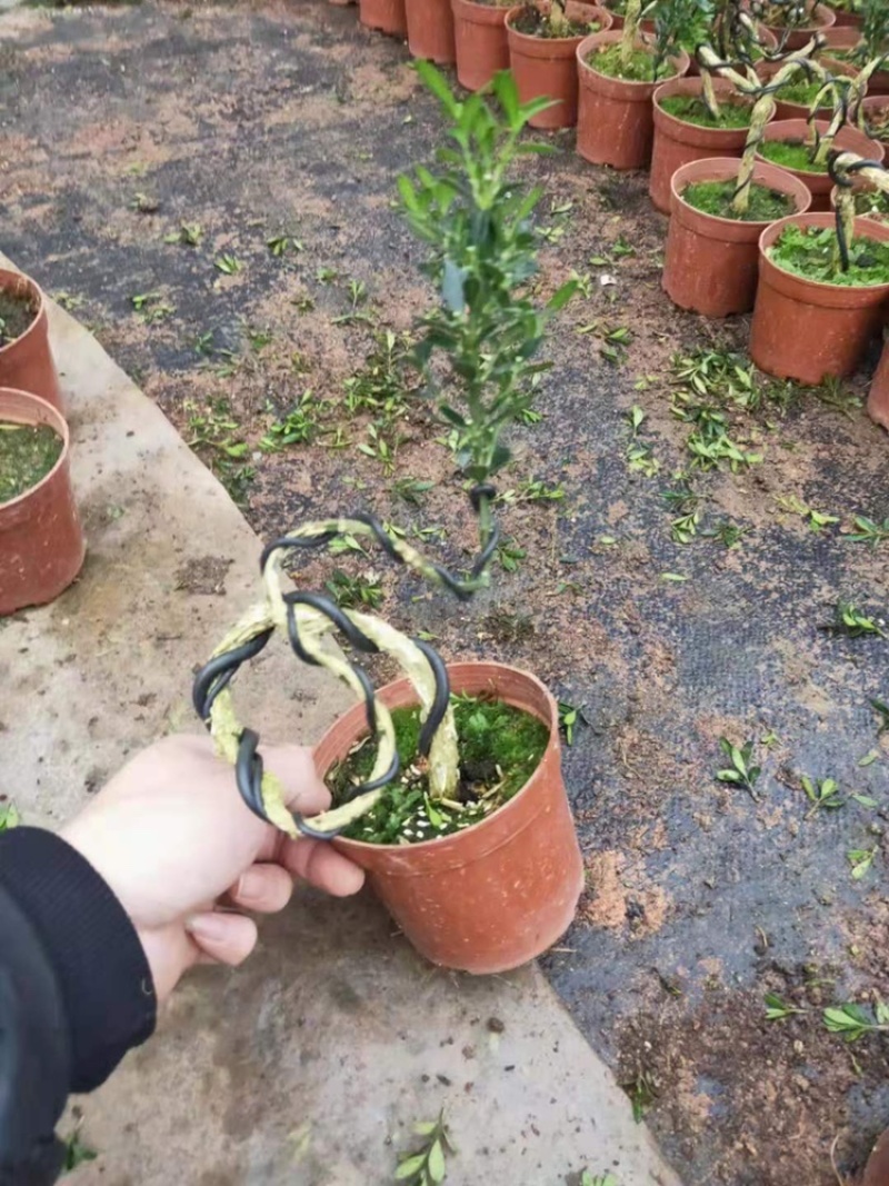 雀舌黄杨迷你型各种规格大小都有观叶植物造型小盆景