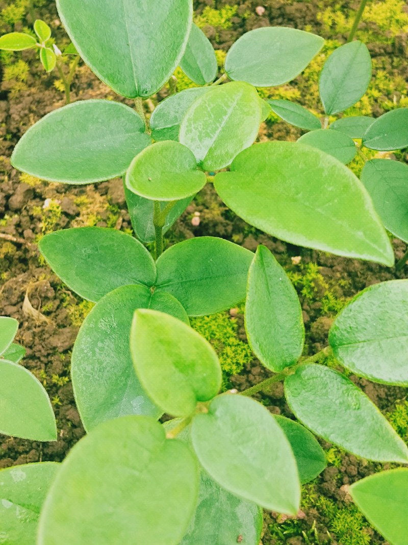 广西优质山豆根苗……