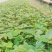 广西优质山豆根苗……