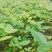 广西优质山豆根苗……