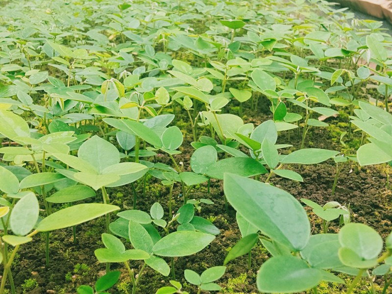 广西优质山豆根苗……