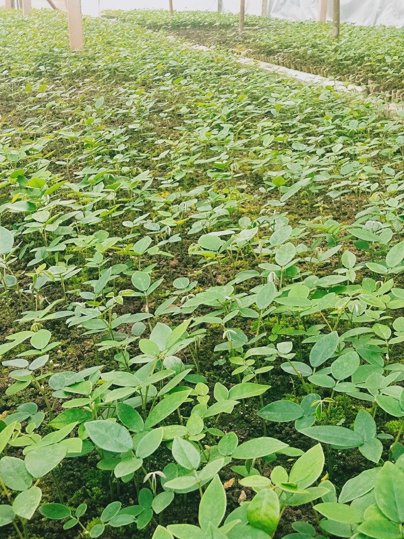广西优质山豆根苗……