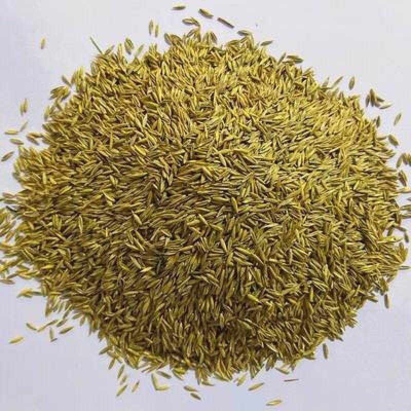 高羊茅进口草籽耐践踏绿期长庭院边坡常用种子