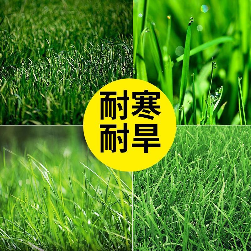 高羊茅进口草籽耐践踏绿期长庭院边坡常用种子