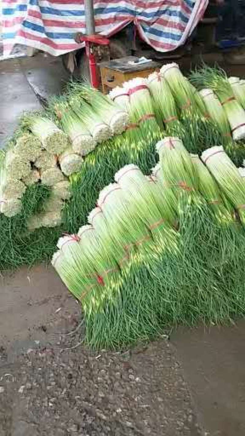 蔬菜专业代办，以诚为本，上货准快，有需要采购的老板欢迎