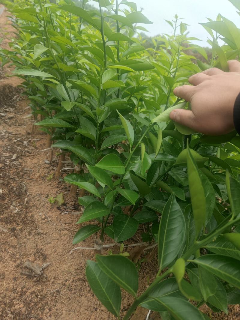 新会柑苗四会柑苗橙皮苗茶柑苗剥皮柑苗红柠檬砧木新会柑苗
