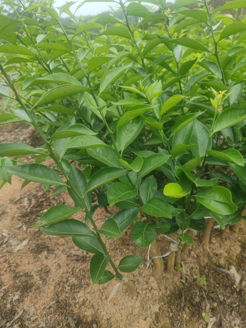 新会柑苗四会柑苗橙皮苗茶柑苗剥皮柑苗红柠檬砧木新会柑苗