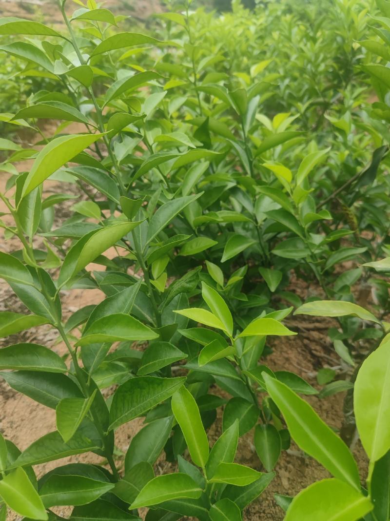 新会柑苗四会柑苗橙皮苗茶柑苗剥皮柑苗红柠檬砧木新会柑苗