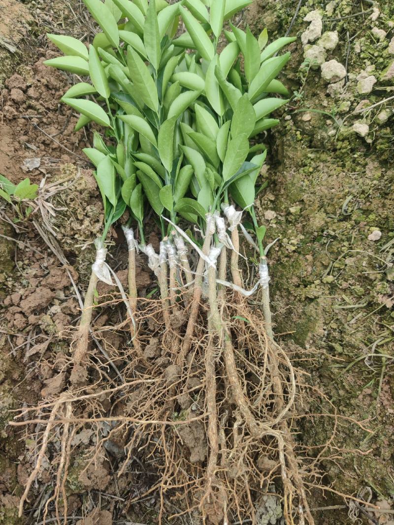 红柠檬头新会柑苗四会柑苗陈皮苗剥皮柑苗茶柑苗