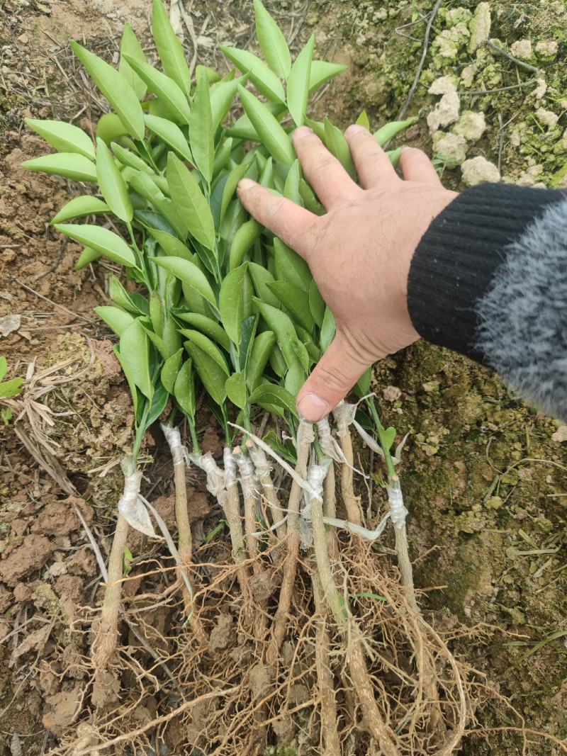 红柠檬头新会柑苗四会柑苗陈皮苗剥皮柑苗茶柑苗