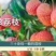 无核荔枝苗果实跟鸡蛋一样大正品嫁接苗