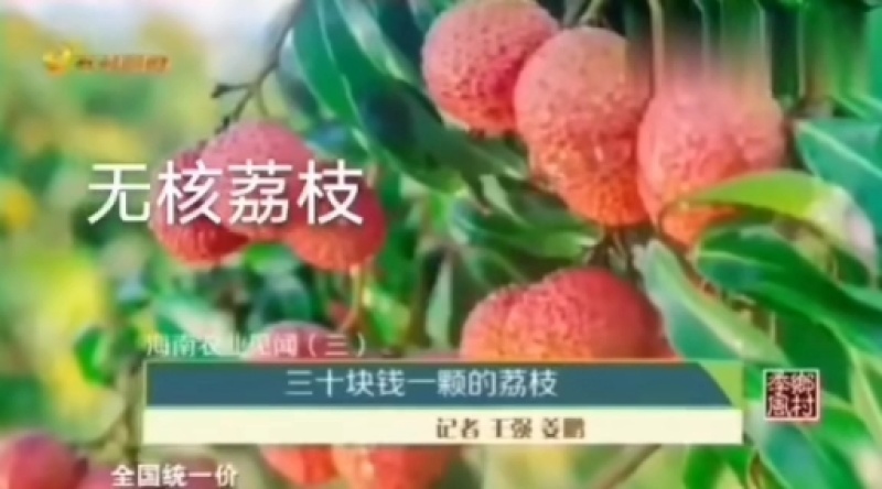 无核荔枝苗果实跟鸡蛋一样大正品嫁接苗