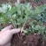 金丝黄菊苗婺源菊花苗免费提供种植技术基地直销包成活