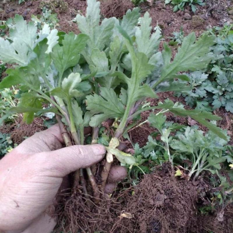 金丝黄菊苗婺源菊花苗免费提供种植技术基地直销包成活