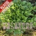 金丝黄菊苗婺源菊花苗免费提供种植技术基地直销包成活