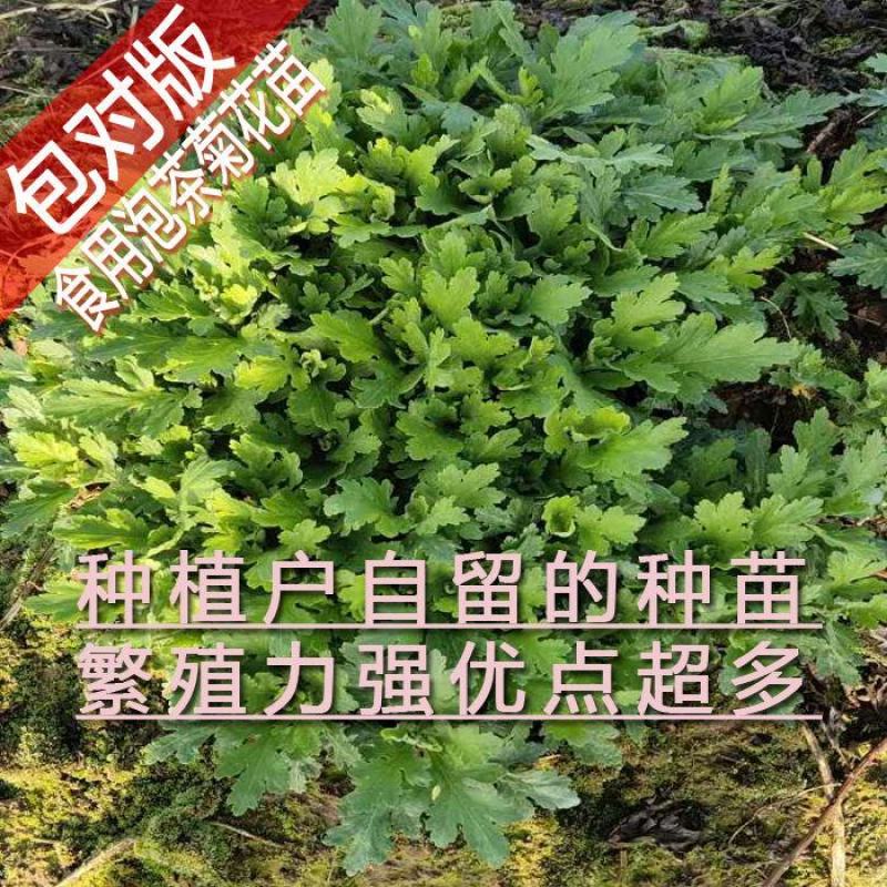 金丝黄菊苗婺源菊花苗免费提供种植技术基地直销包成活