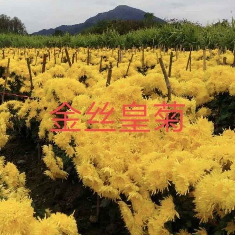 金丝黄菊苗婺源菊花苗免费提供种植技术基地直销包成活