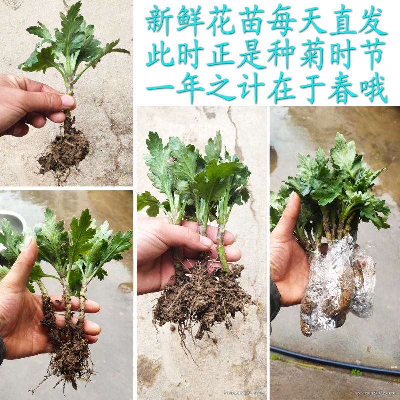 金丝黄菊苗婺源菊花苗免费提供种植技术基地直销包成活