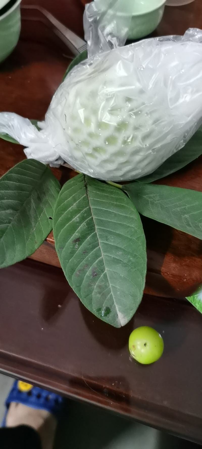 西瓜红芭乐果苗30一50公分