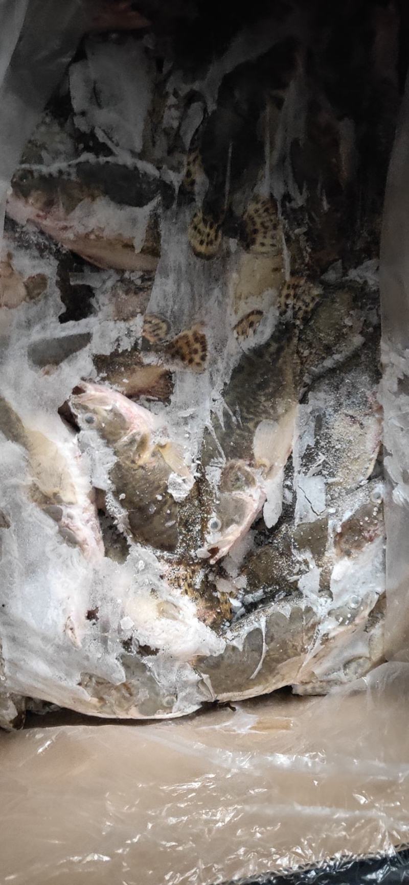 冻鲜鳜鱼，冻桂鱼，一手货源直销，大小规格均有，广东佛山