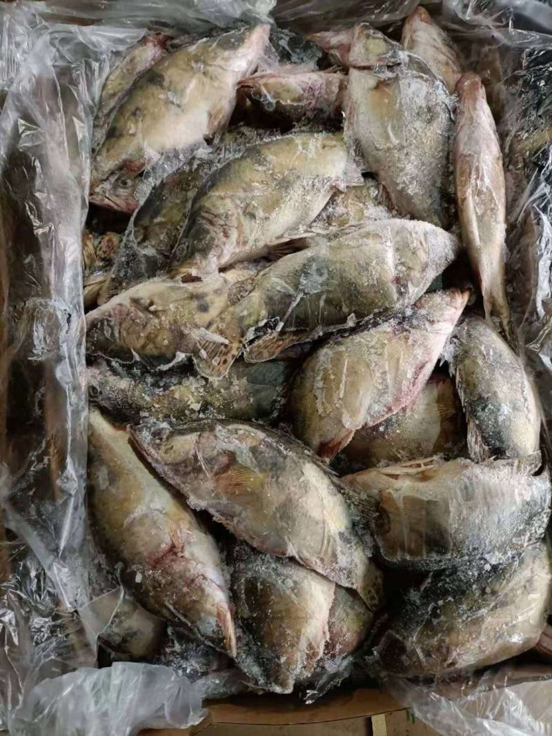 冻鲜鳜鱼，冻桂鱼，一手货源直销，大小规格均有，广东佛山