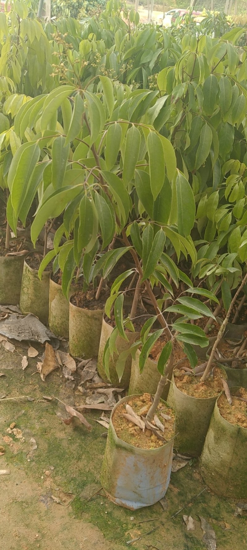 桂味荔枝苗荔枝中的爱马仕核小种植两年挂果