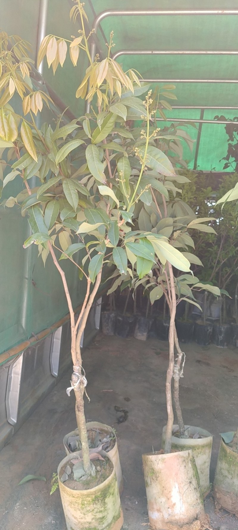 桂味荔枝苗荔枝中的爱马仕核小种植两年挂果