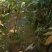 桂味荔枝苗荔枝中的爱马仕核小种植两年挂果