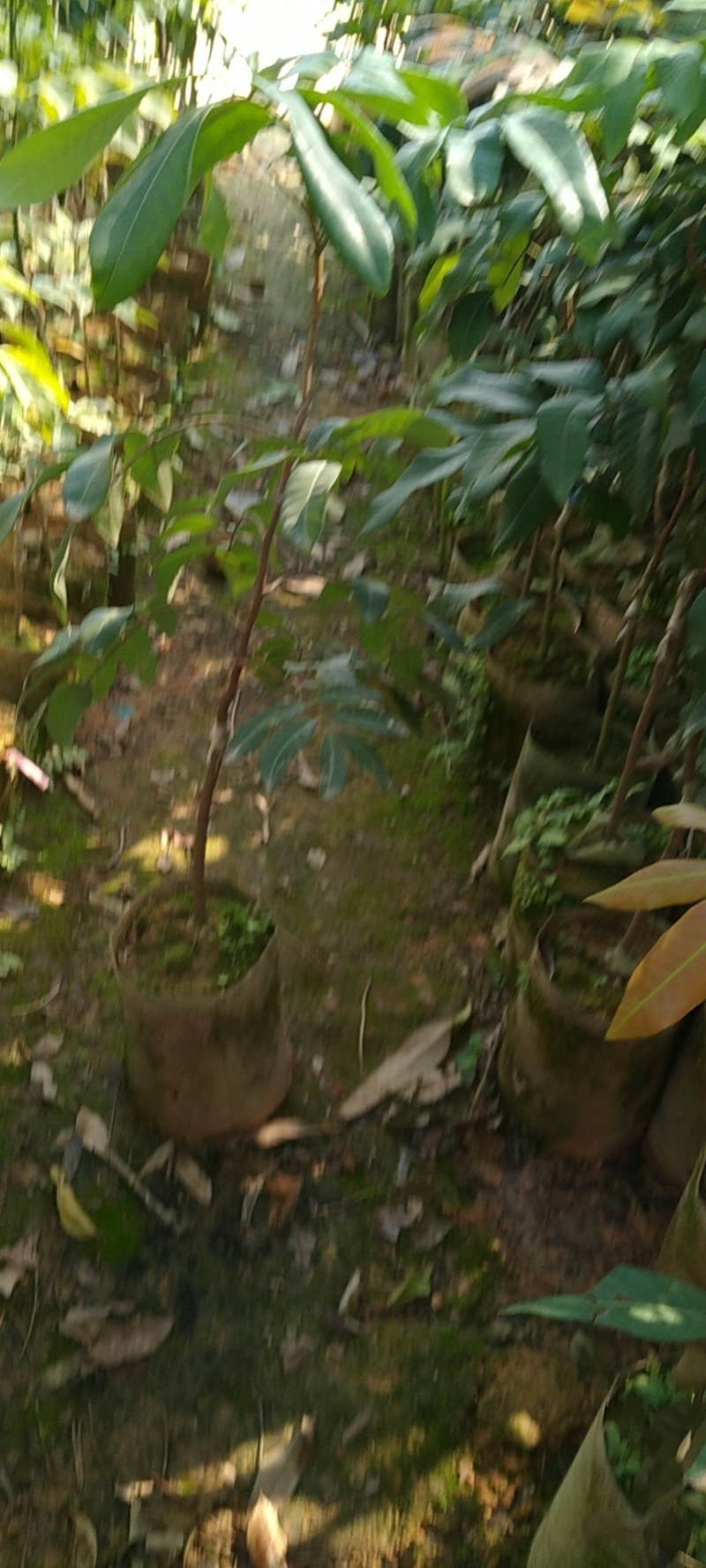 桂味荔枝苗荔枝中的爱马仕核小种植两年挂果