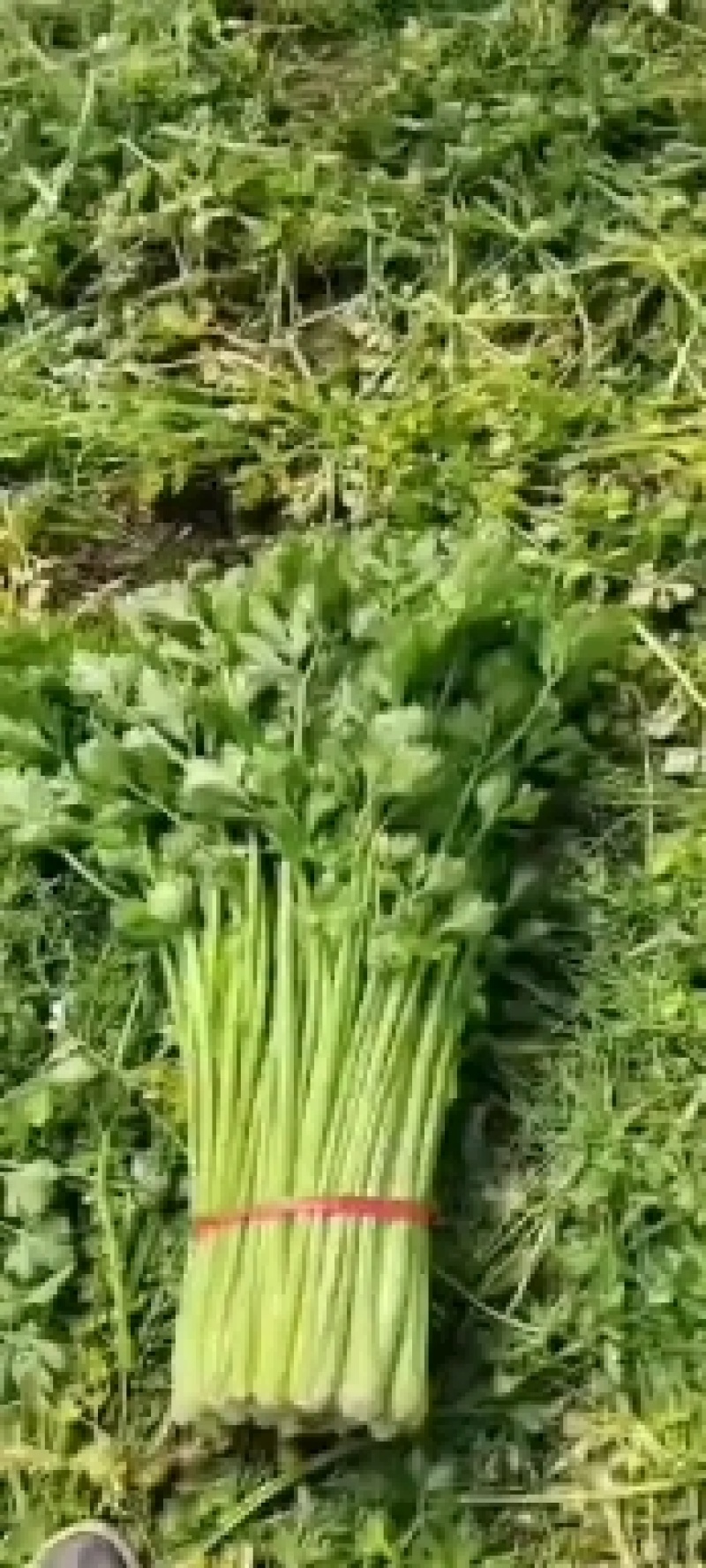 河南商丘柘城董庄芹菜基地，常年种植西芹芹菜，