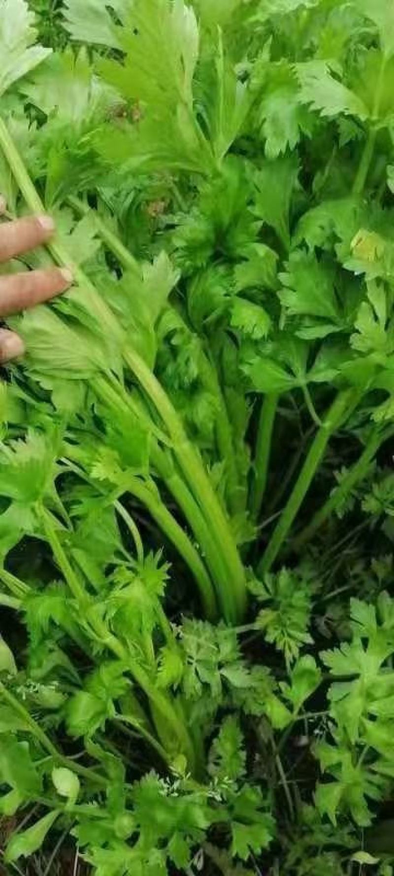 河南商丘柘城董庄芹菜基地，常年种植西芹芹菜，