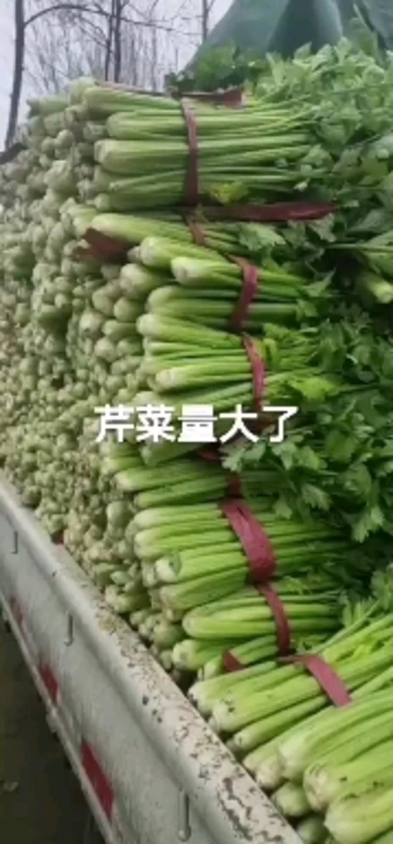 河南商丘柘城董庄芹菜基地，常年种植西芹芹菜，