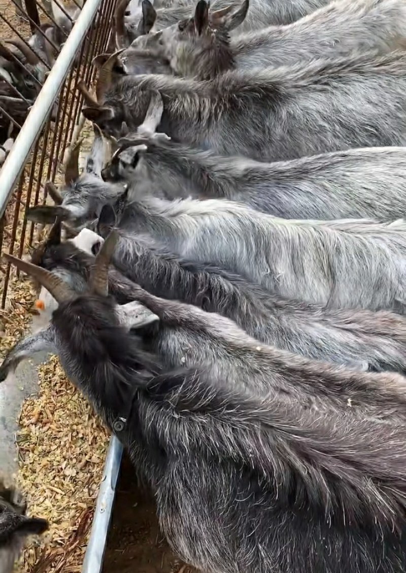 青山羊母羊青山羊种公羊青山羊羊羔青山羊常年出售